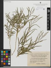 Foto von Salix gordejevii Y. L. Chang & Skvortsov